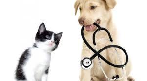 Aprovado na Câmara, controle de natalidade de cães e gatos segue para sanção