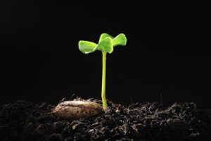 Prêmio Germinar premia projetos inovadores de educação ambiental