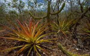 WWF-Brasil seleciona iniciativas inovadoras para restauração florestal