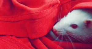 Como você anda encarando seus medos?