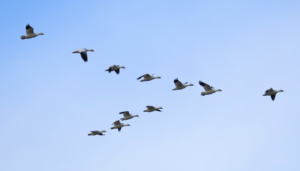 Redes e movimentos de Voluntariado no Brasil: tendências e desafios