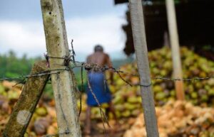 Mais de mil pessoas foram vítimas de trabalho escravo no Brasil em 2019