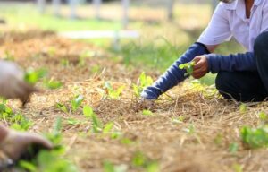 Fundação Cargill abre inscrições para edital voltado a alimentação segura