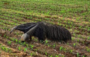 ISPN lança edital para apoiar iniciativas socioambientais do Cerrado