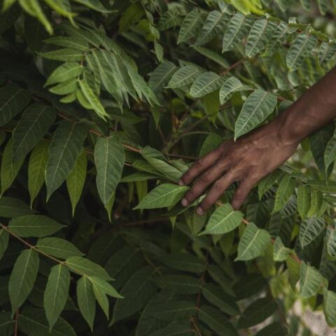 Fundação Cargill fortalecerá até 15 projetos de desenvolvimento institucional