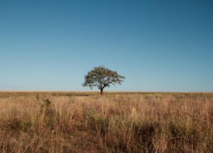 Fundo Ecos apoiará projetos sustentáveis no cerrado e na caatinga