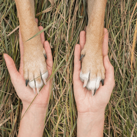 Caso do cão Orelha reacende debate sobre maus-tratos no Brasil