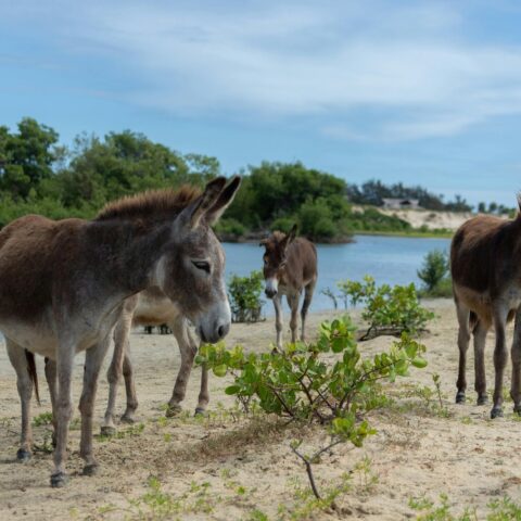 Esporte Clube Bahia se posiciona pelo fim do abate de jumentos