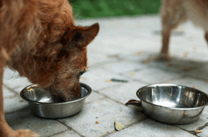 Relatório expõe fragilidade das ONGs de proteção animal no Brasil