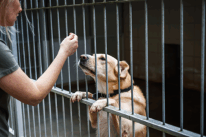 Pré-candidatos são convocados a assumir compromisso com proteção animal