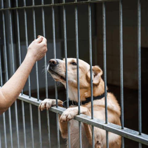 Pré-candidatos são convocados a assumir compromisso com proteção animal