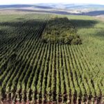 Setor florestal avança em MG e projeta ciclo 2026-2030