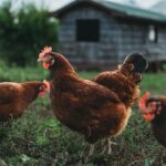 Exportação de frango reforça cadeia de nutrição