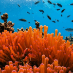 EcoRodovias testa energia do mar em rodovias