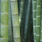 Bambu reúne propriedades que ampliam seu uso no lar