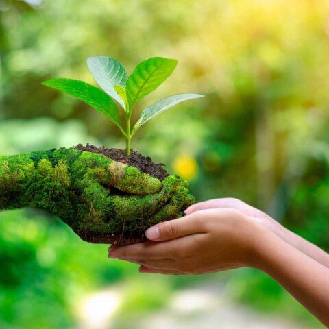 Consciência ecológica rege o comportamento dos ecoturistas