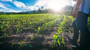 Novo El Niño reforça importância da gestão de riscos no agro