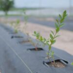 Golden Agro inicia colheita de mirtilos e aprova expansão