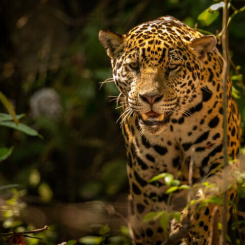 ISPN abre edital de R$ 3,3 milhões para projetos na Amazônia Legal