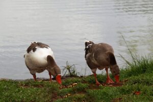 ONGs celebram sanção da lei que proíbe o foie gras no Brasil