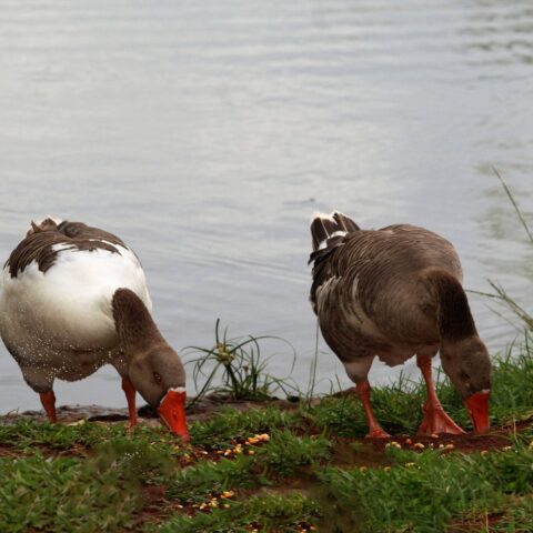 ONGs celebram sanção da lei que proíbe o foie gras no Brasil