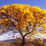 Dia da Árvore é comemorado em 21 de setembro